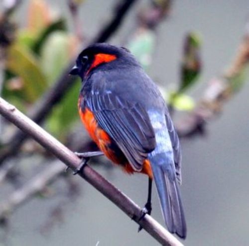 Scarlet-bellied Mountain-Tanager Anisognathus igniventris,Carpish, Per? Photo: Gunnar Engblom